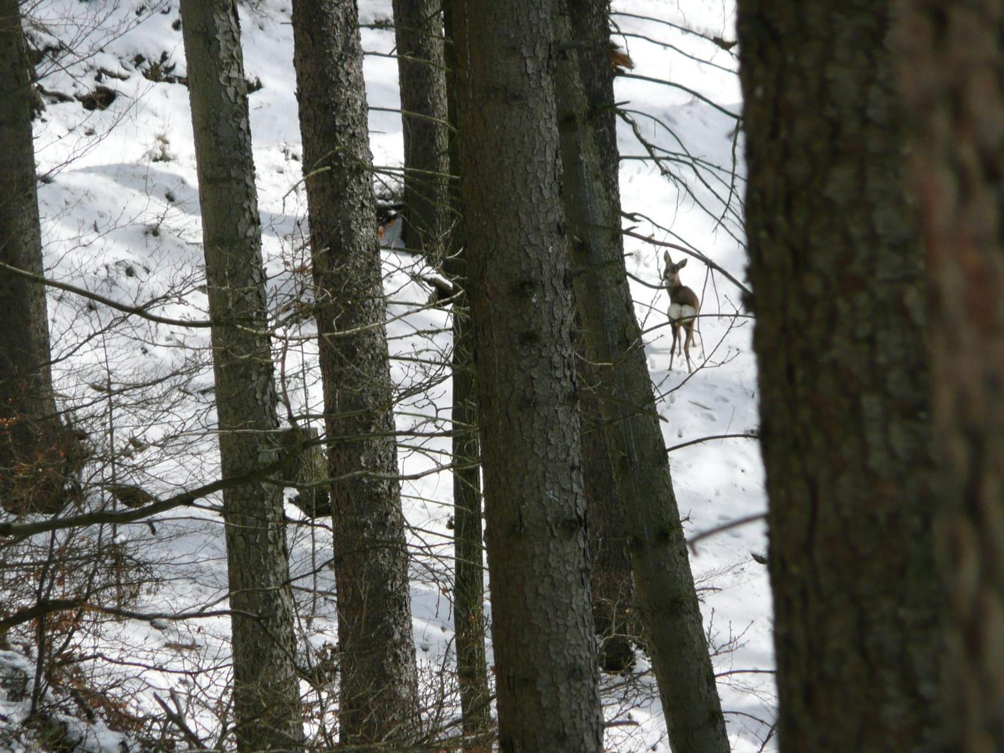 Near Forest In Fischbach Emsetal
