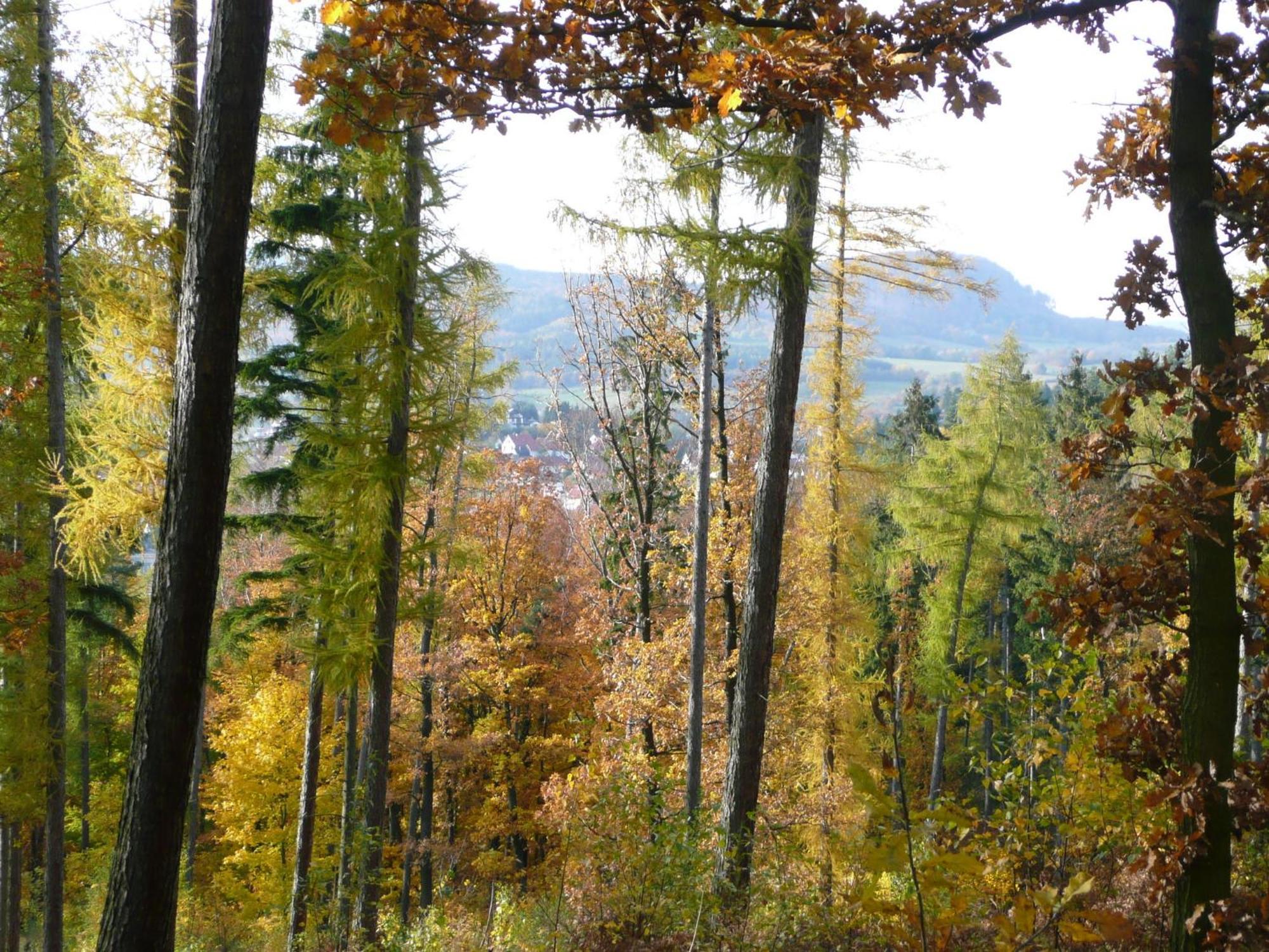 Near Forest In Fischbach Emsetal